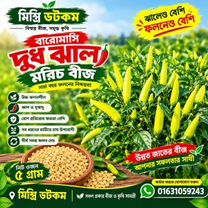chilli seeds
